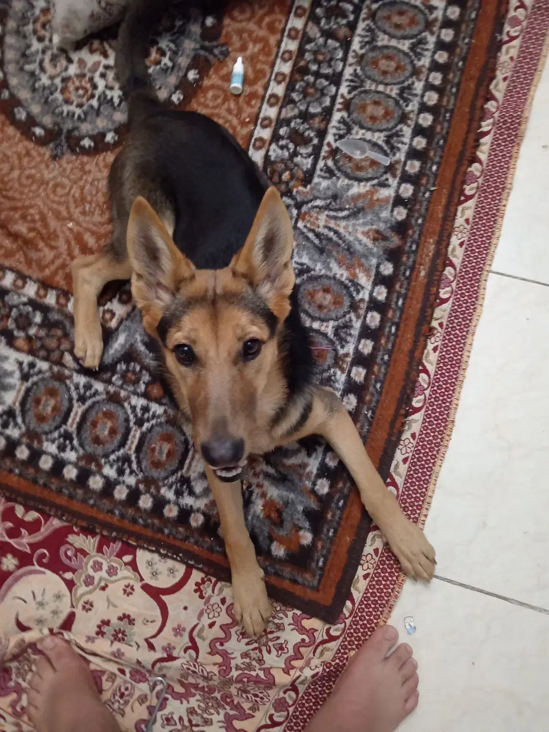 سگ آلمانی|سگ|تبریز, |دیوار