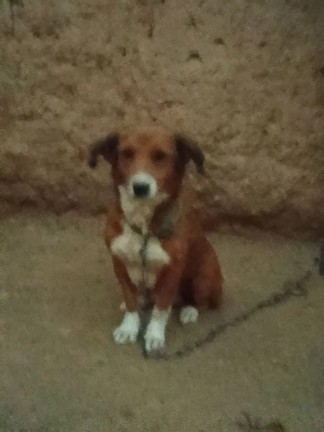 پاپی نگهبان تند وتیز|سگ|تربت جام, جامرود|دیوار