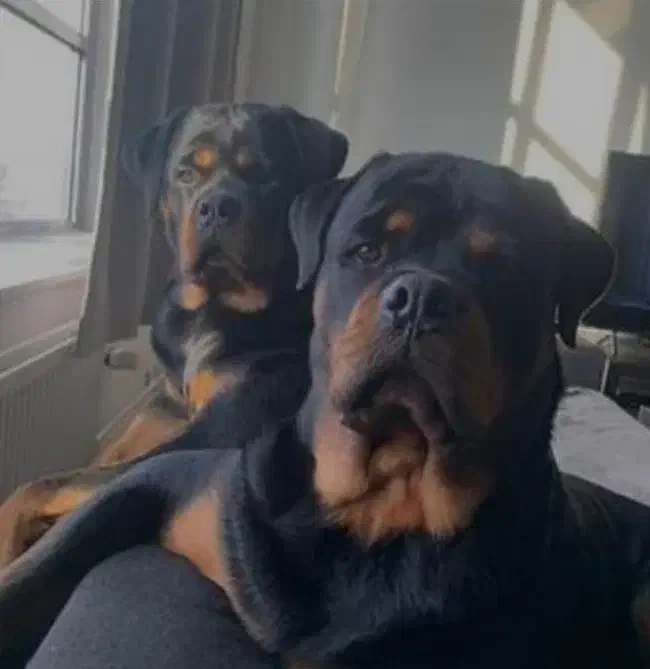 واگذاری روتوایلر|سگ|فولادشهر, B2|دیوار