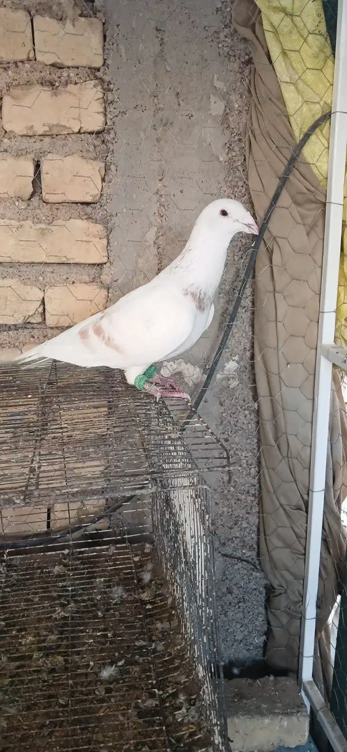 کرم پلاکی|پرنده|شیراز, زیباشهر|دیوار