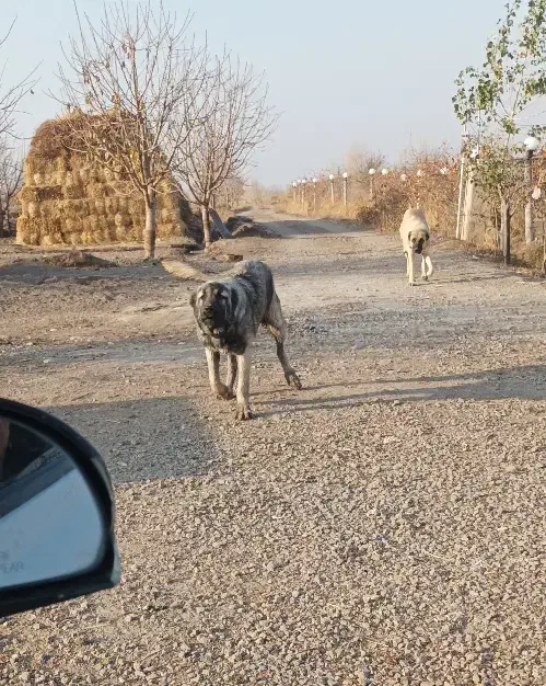 سگ سرابی|سگ|هیر, |دیوار