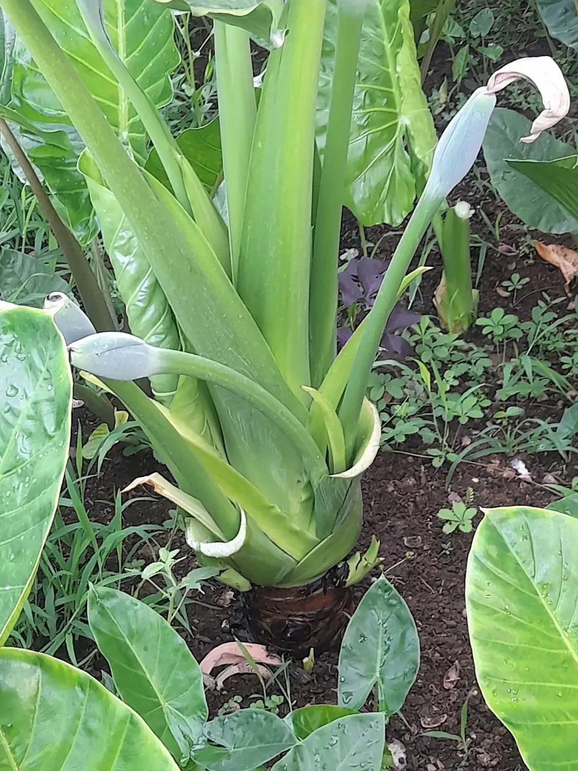 گل بابا آدم|گل و گیاه طبیعی|شاندرمن, |دیوار