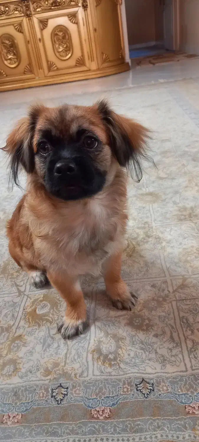 سگ ماده|سگ|پرند, فاز ۴|دیوار