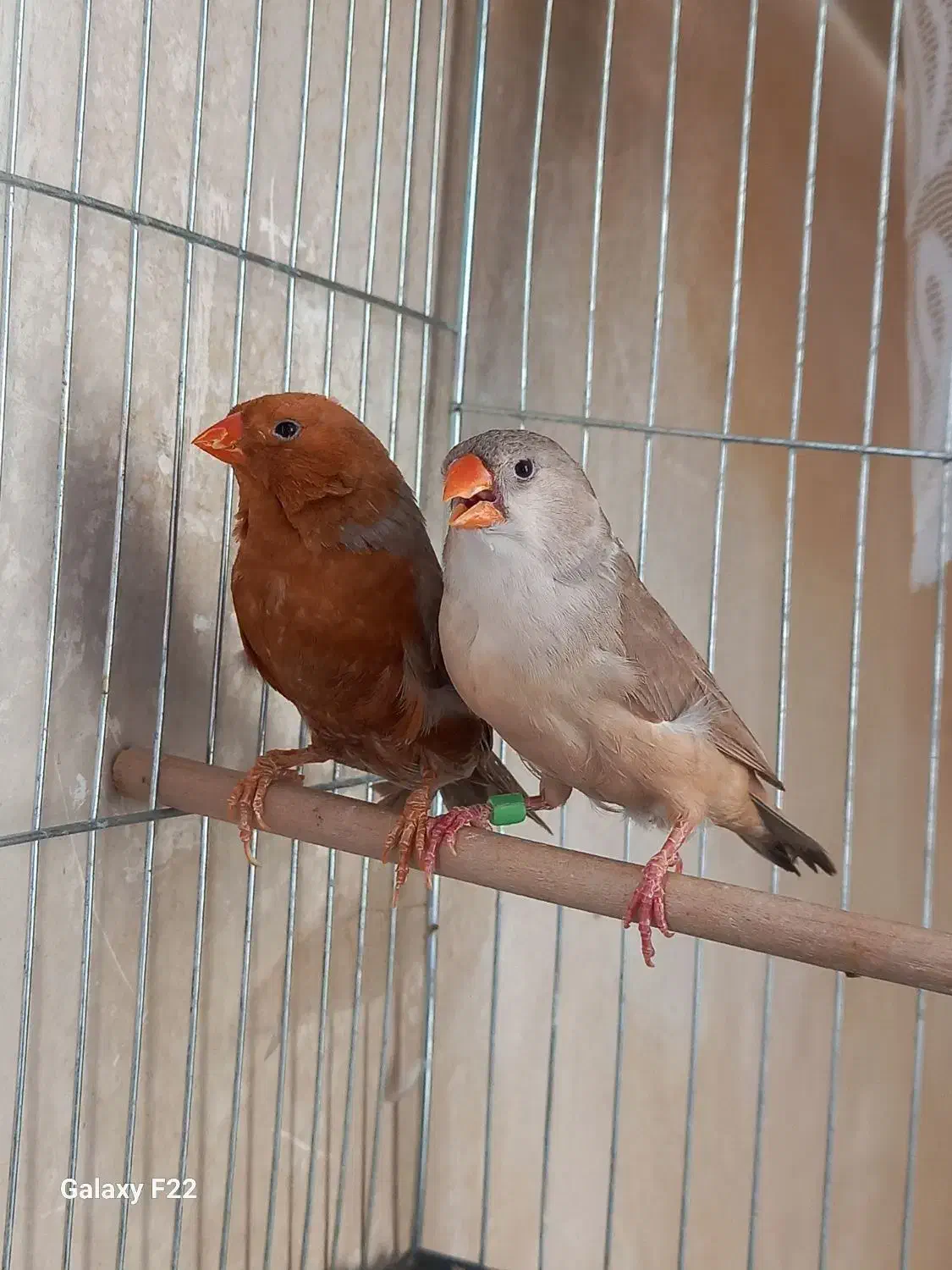 فنچ فول اورنج خالص|پرنده|هشتگرد, تهران دشت|دیوار