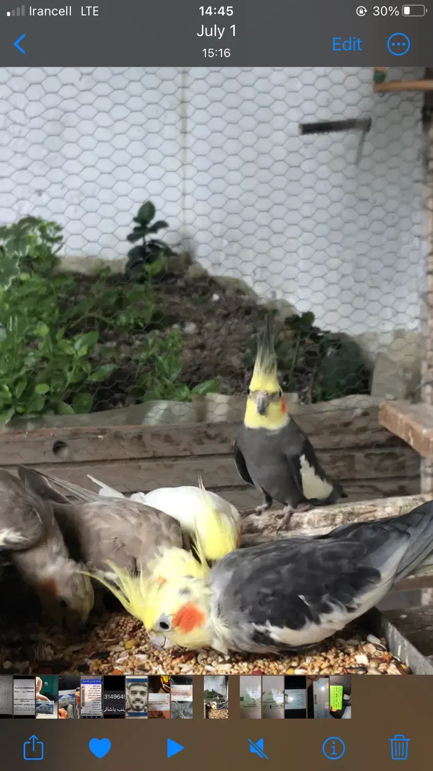 طوطی عروس فروش فوری|پرنده|قائم‌شهر, |دیوار