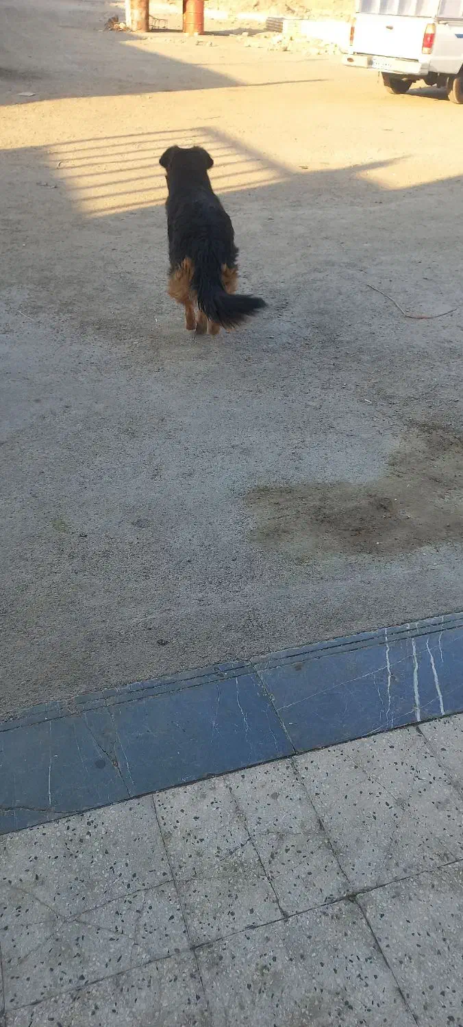 واگذاری سگ|سگ|کهریزک, |دیوار