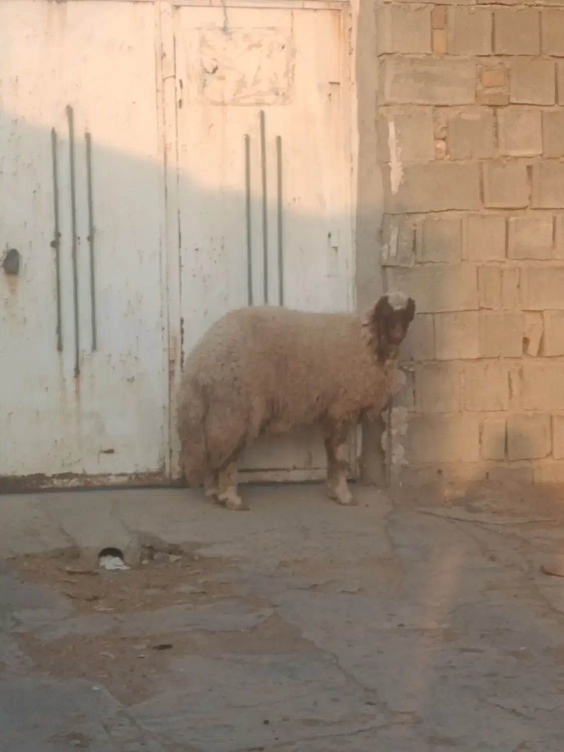 بره قوچ سنجابی بره ماده بختیاری درجه یک|حیوانات مزرعه|ماهیدشت, |دیوار