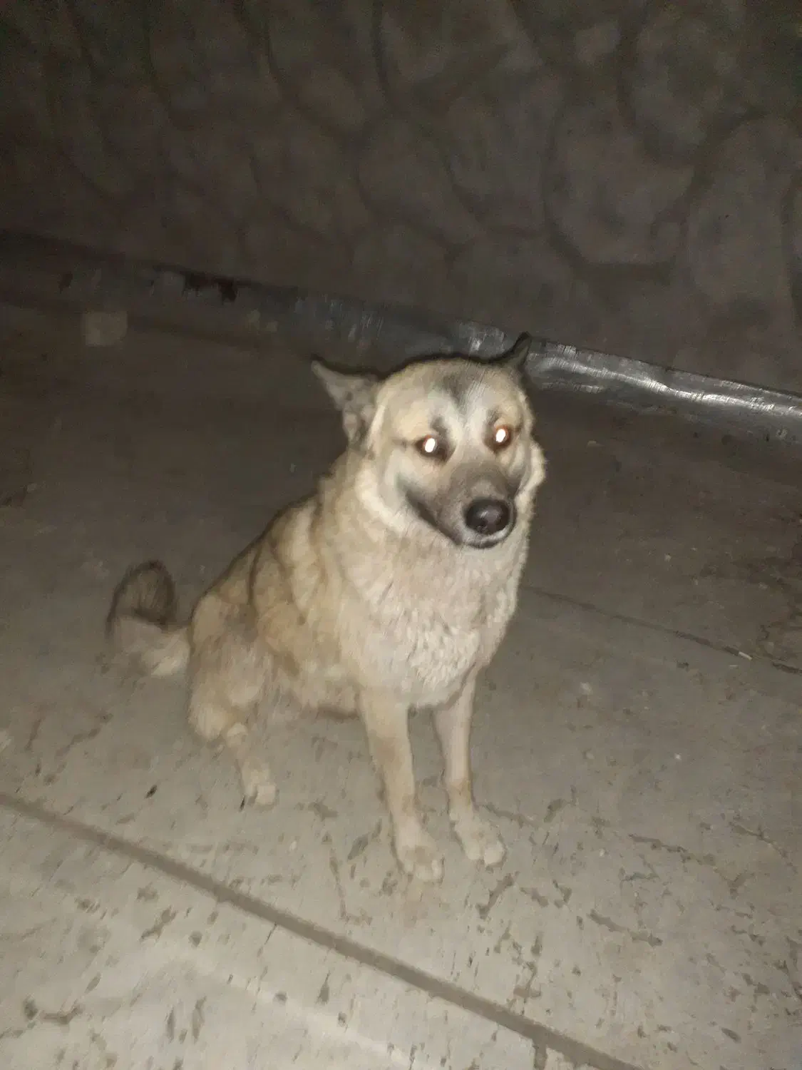 سگ ولف داگ|سگ|فولادشهر, زاینده رود|دیوار