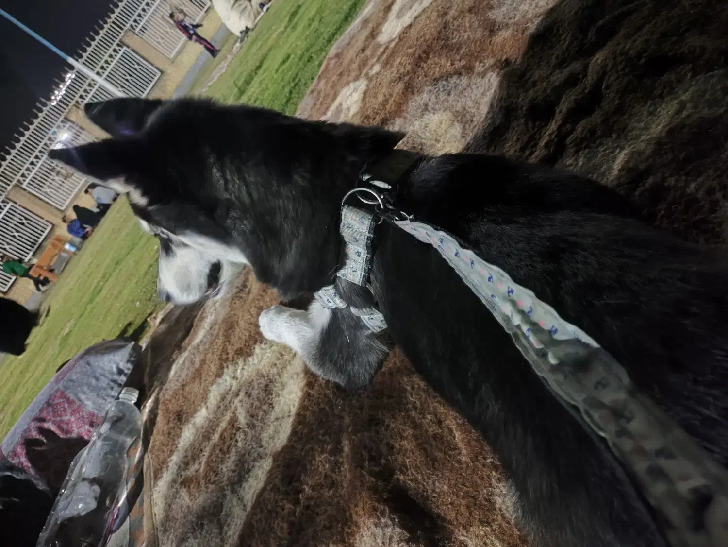 هاسکی 4 ماه|سگ|اهواز, کمپلو جنوبی|دیوار