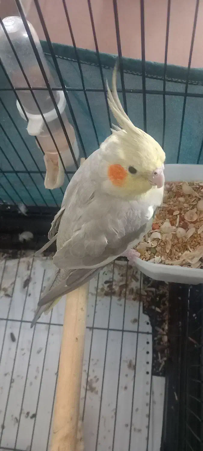 عروس هلندی ماده7ماهه|پرنده|شهریار, شهرک شاهد|دیوار