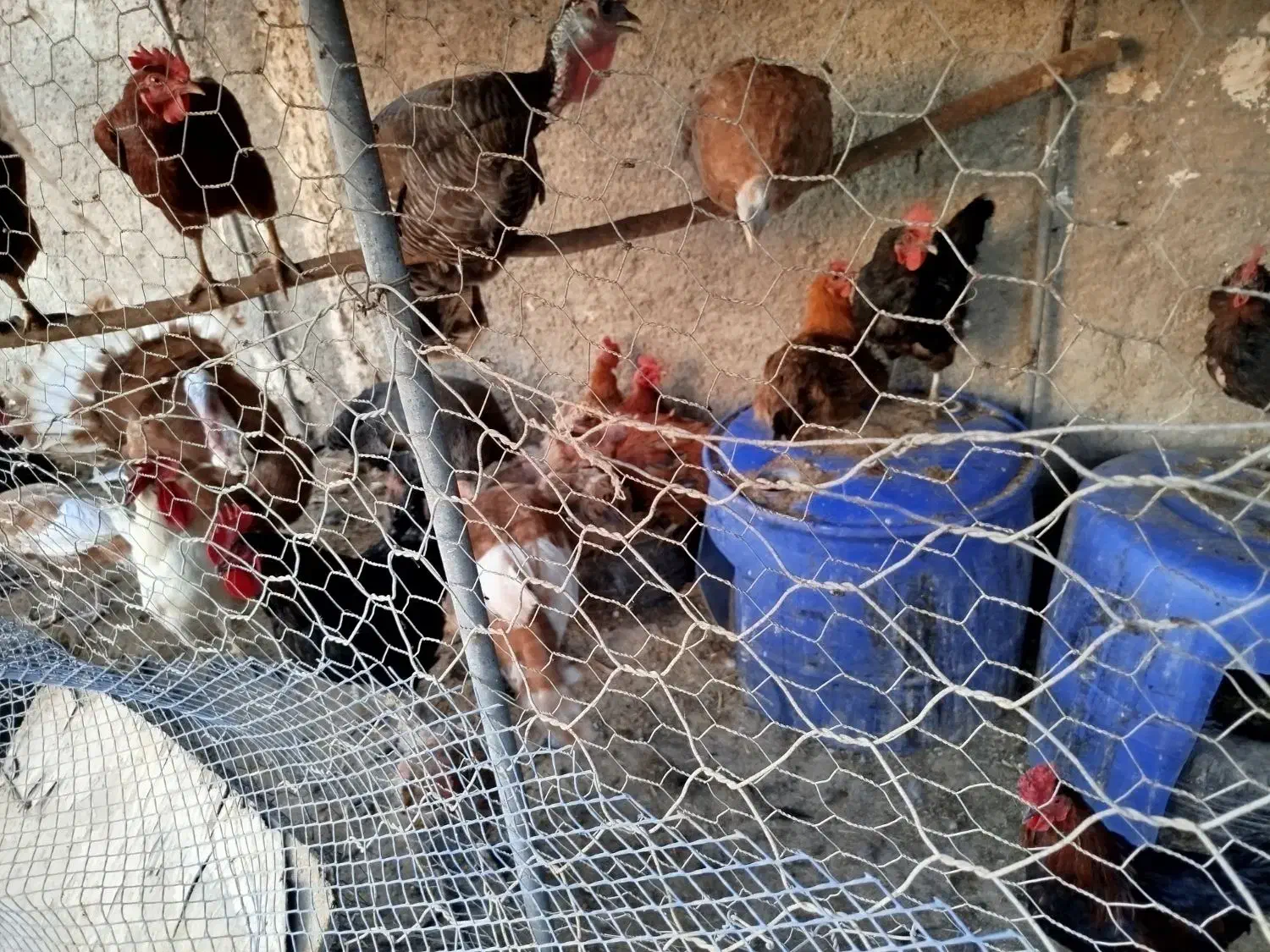 تعدادی مرغ و خروس واردک به فروش میرسد|حیوانات مزرعه|قرچک, پویینک|دیوار