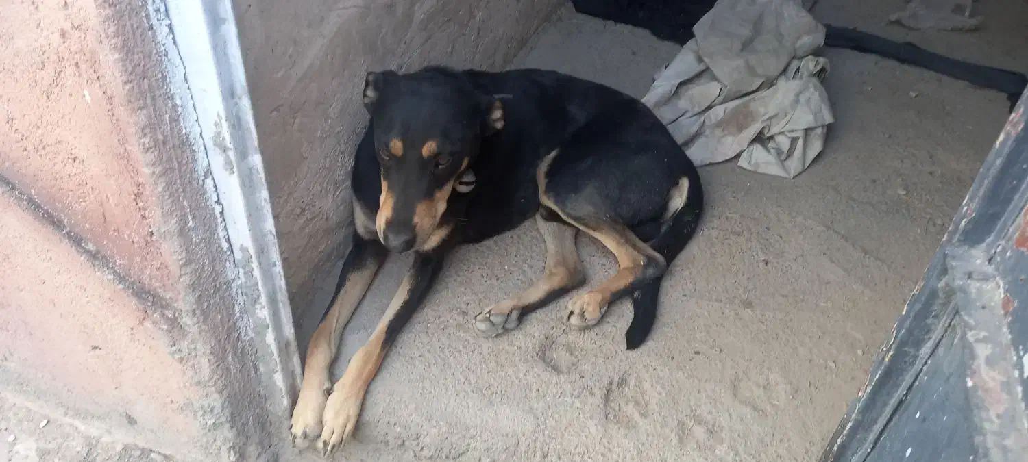 سگ دوبرمن پوست چرمی وارداتی|سگ|مشهد, رده|دیوار