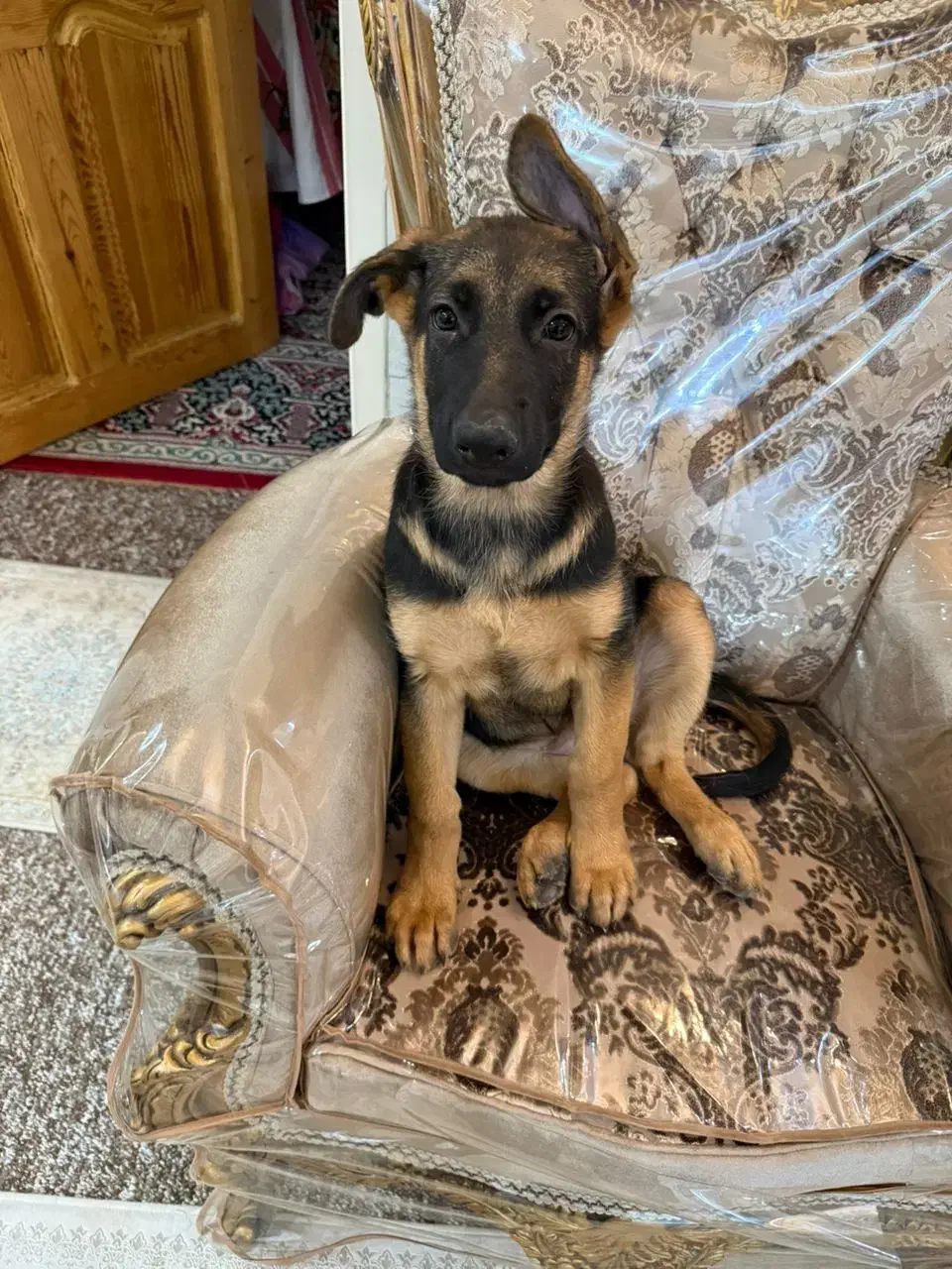 توله ژرمن مو کوتاه|سگ|بوشهر, |دیوار