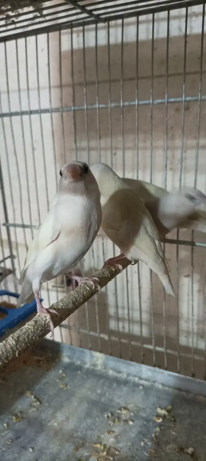 فنچ گلدین و کرواتی|پرنده|خمینی‌شهر, |دیوار