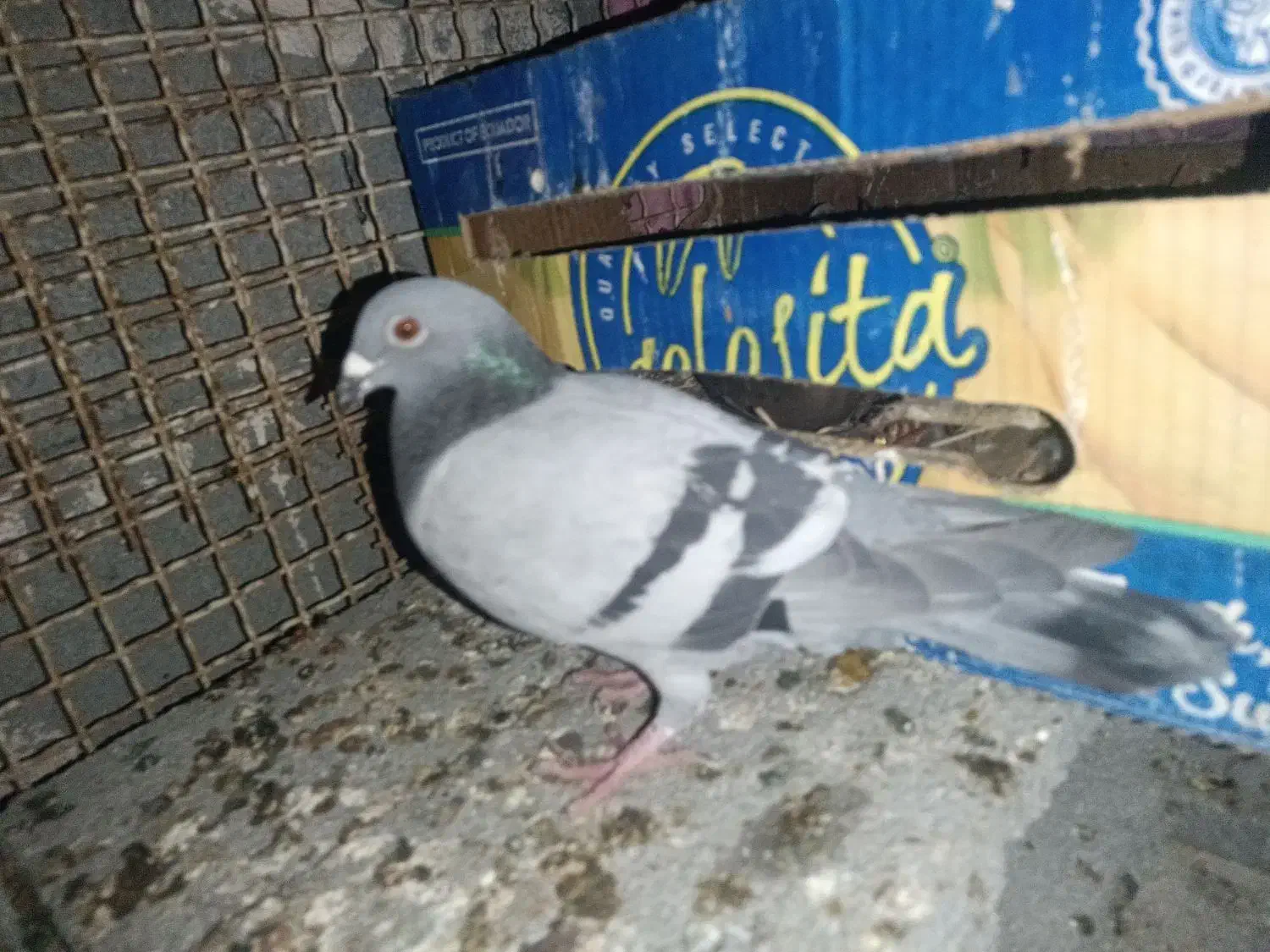 ۳تا کبوتر گرفتنی ارسال از اهواز|پرنده|ایلام, |دیوار