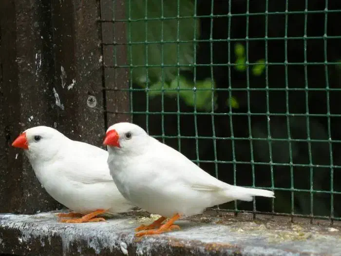 فروش تعدادی فنچ نر و ماده و جوجه|پرنده|فردیس, شهرک ۱۱۰|دیوار