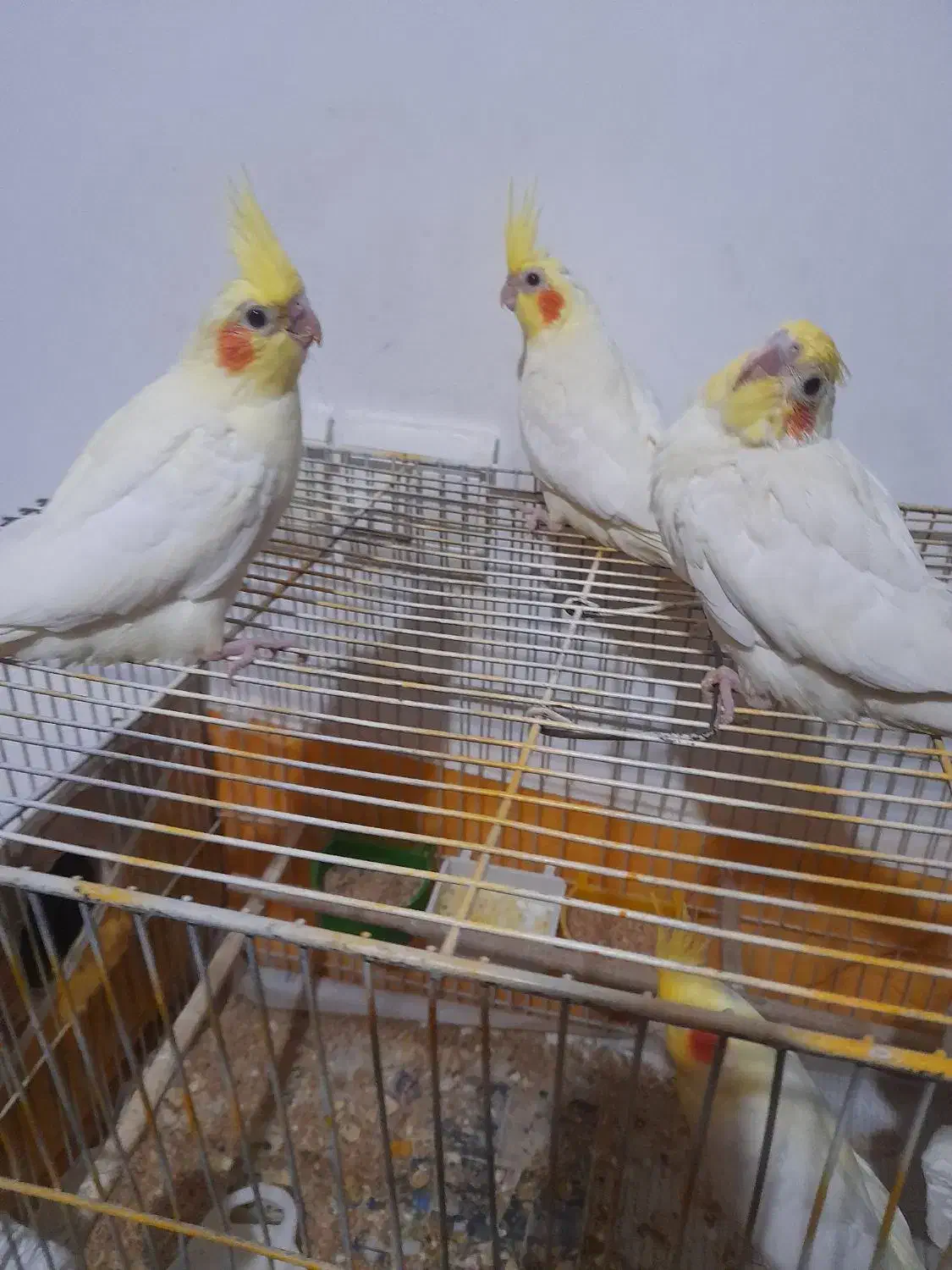 جوجه عروس هلندی|پرنده|خرمآباد (تنکابن), |دیوار