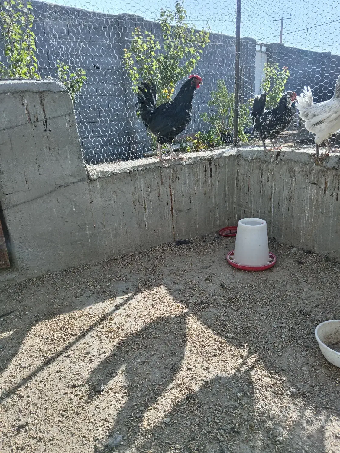 3عدد مرغ ویک عدد خروس گلین|حیوانات مزرعه|شهرضا, |دیوار