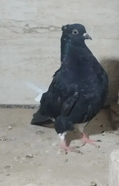 دم سفید|پرنده|حمیدیه, |دیوار