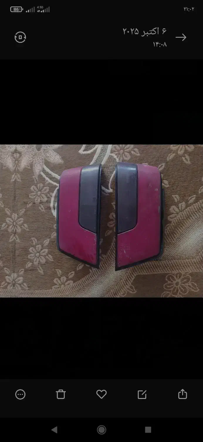 عروس هلندی کوتوله مرغ عشق|پرنده|مشهد, سپاد|دیوار