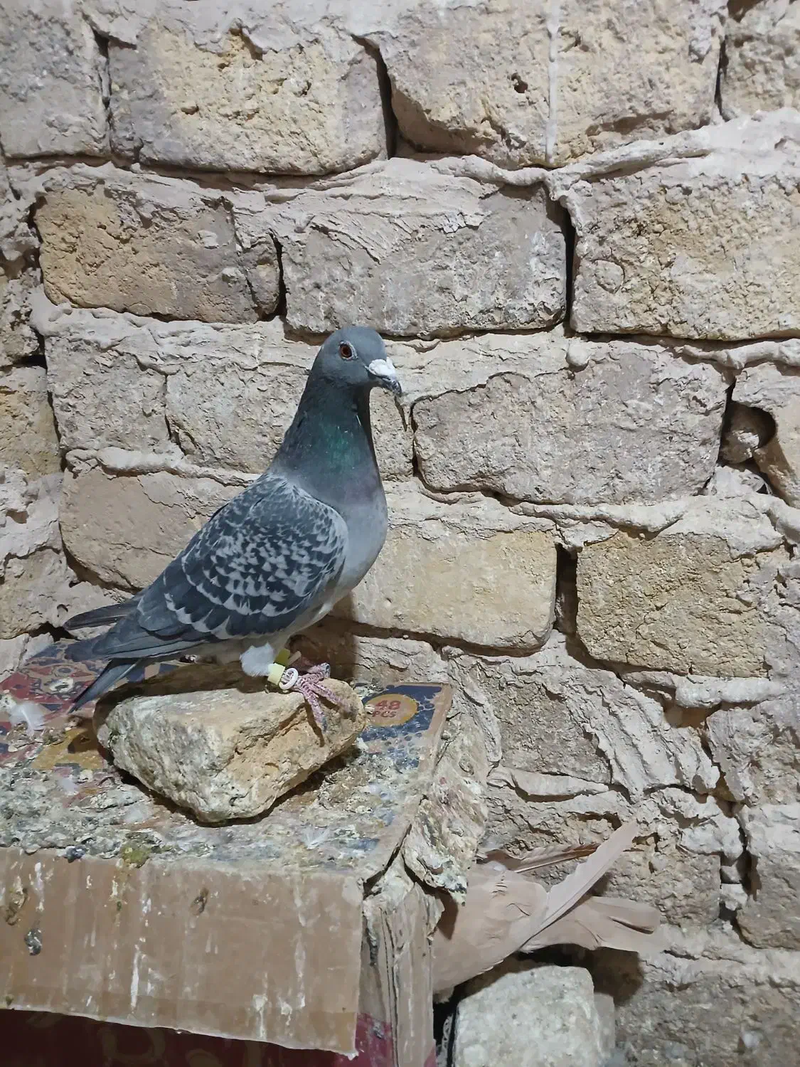 پلوکی ذات دار|پرنده|رشتخوار, |دیوار