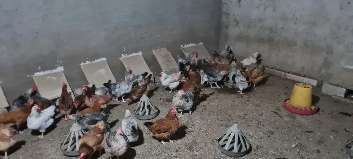 مرغ تخمگذار|حیوانات مزرعه|کاشمر, |دیوار