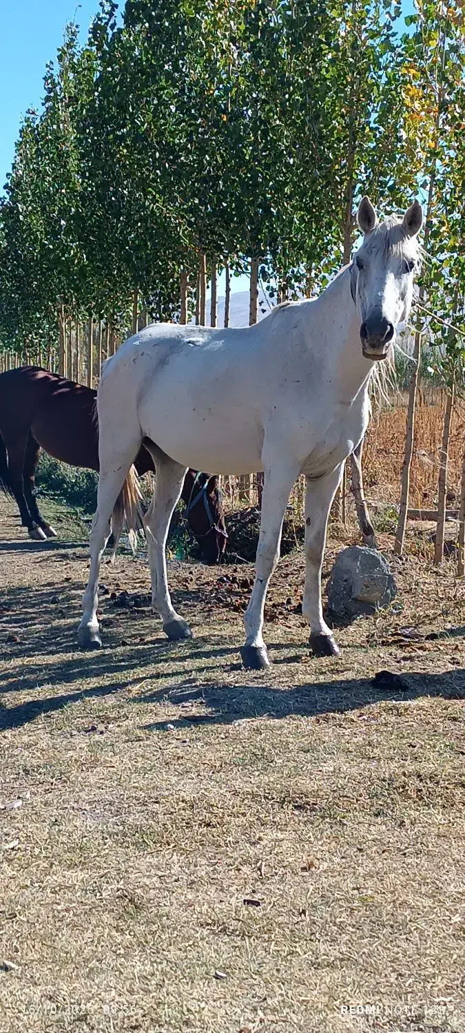 15عدد اسب مادیون|اسب و تجهیزات اسب‌سواری|سیلوانه, |دیوار