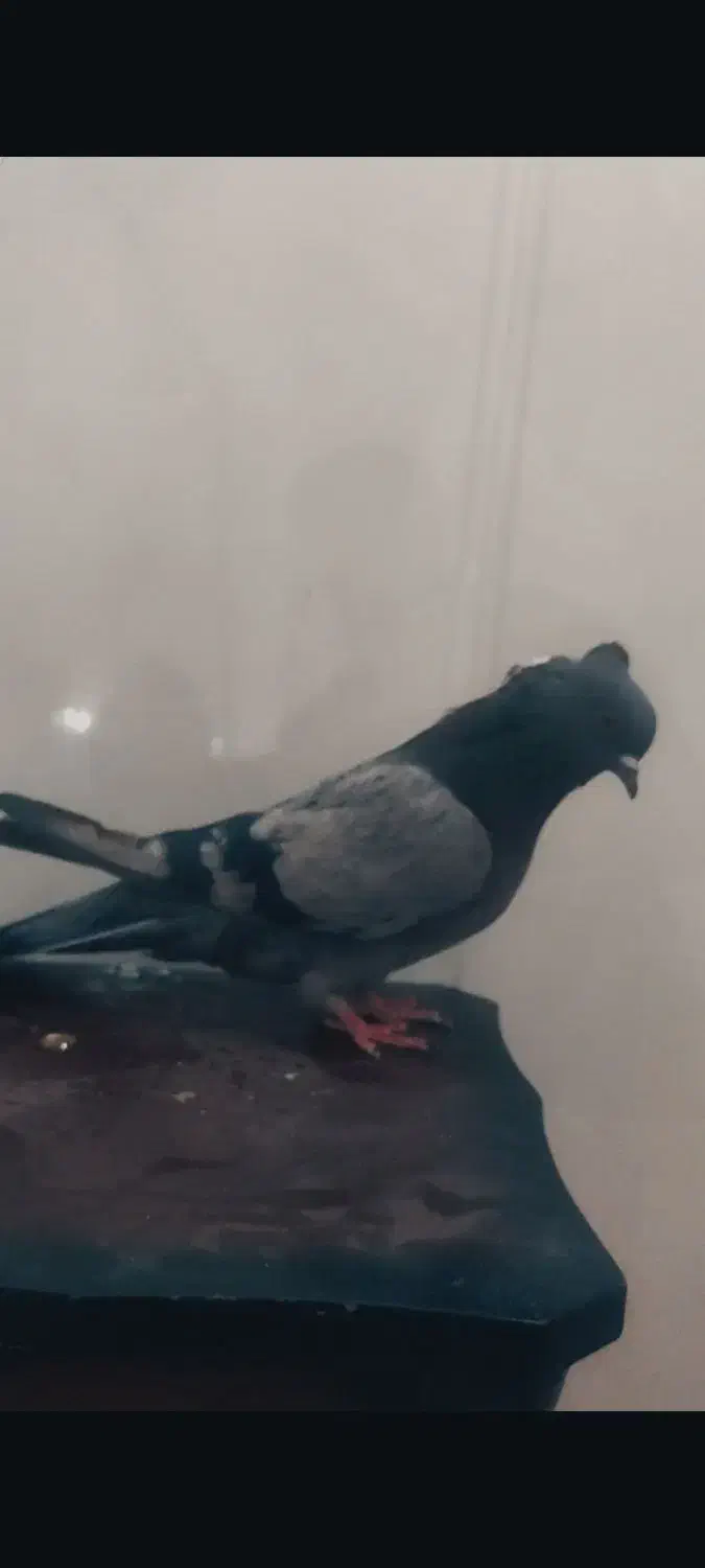 کبوتر|پرنده|اردکان, |دیوار