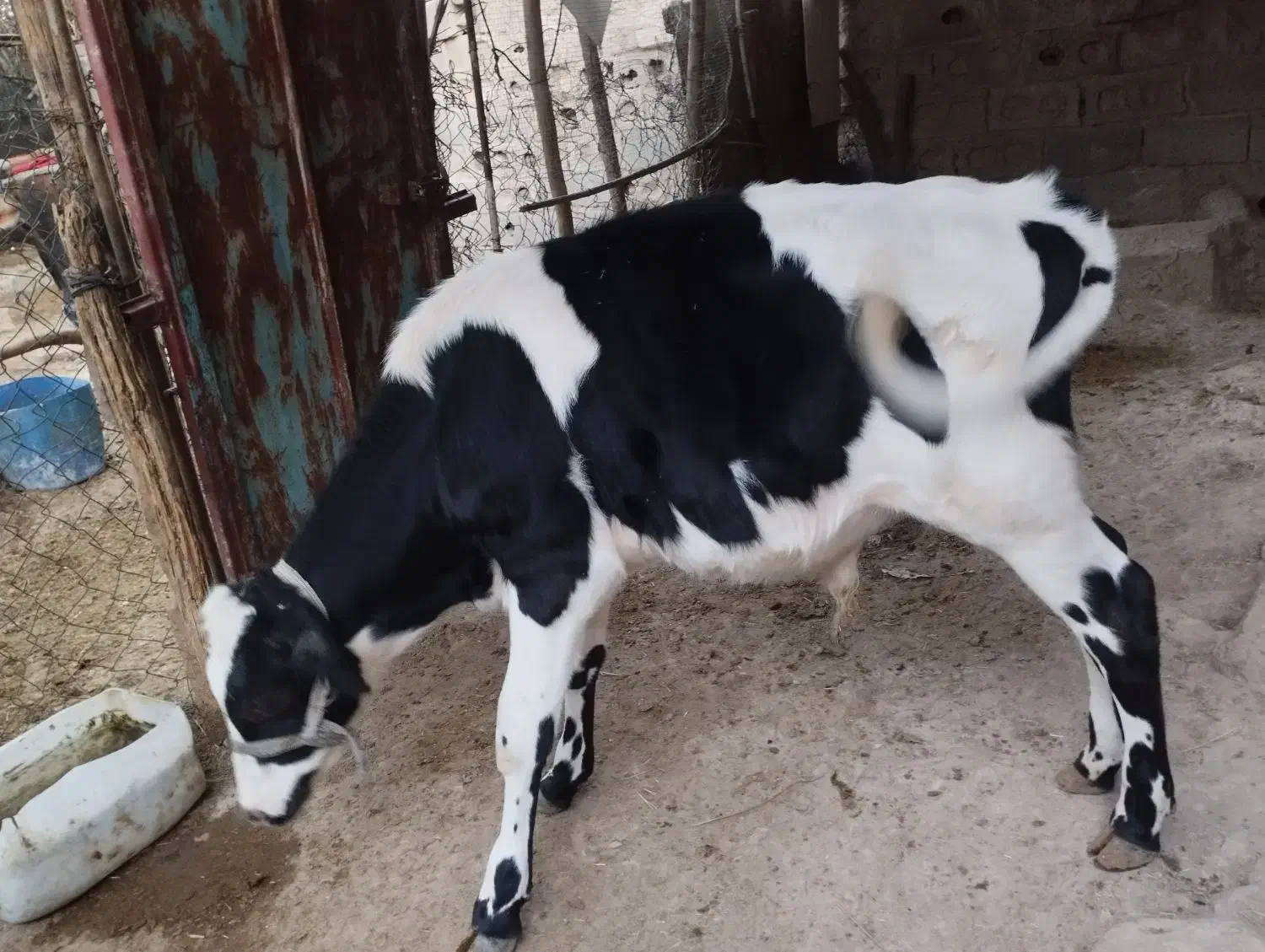فروش دو گاو شیری با گوساله|حیوانات مزرعه|لامرد, |دیوار