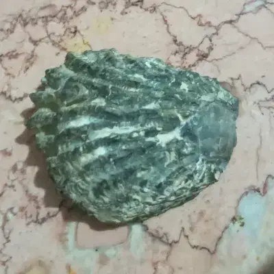 فسیل صدف خیلی قدیمی|کلکسیون اشیاء عتیقه|خرم‌آباد, |دیوار