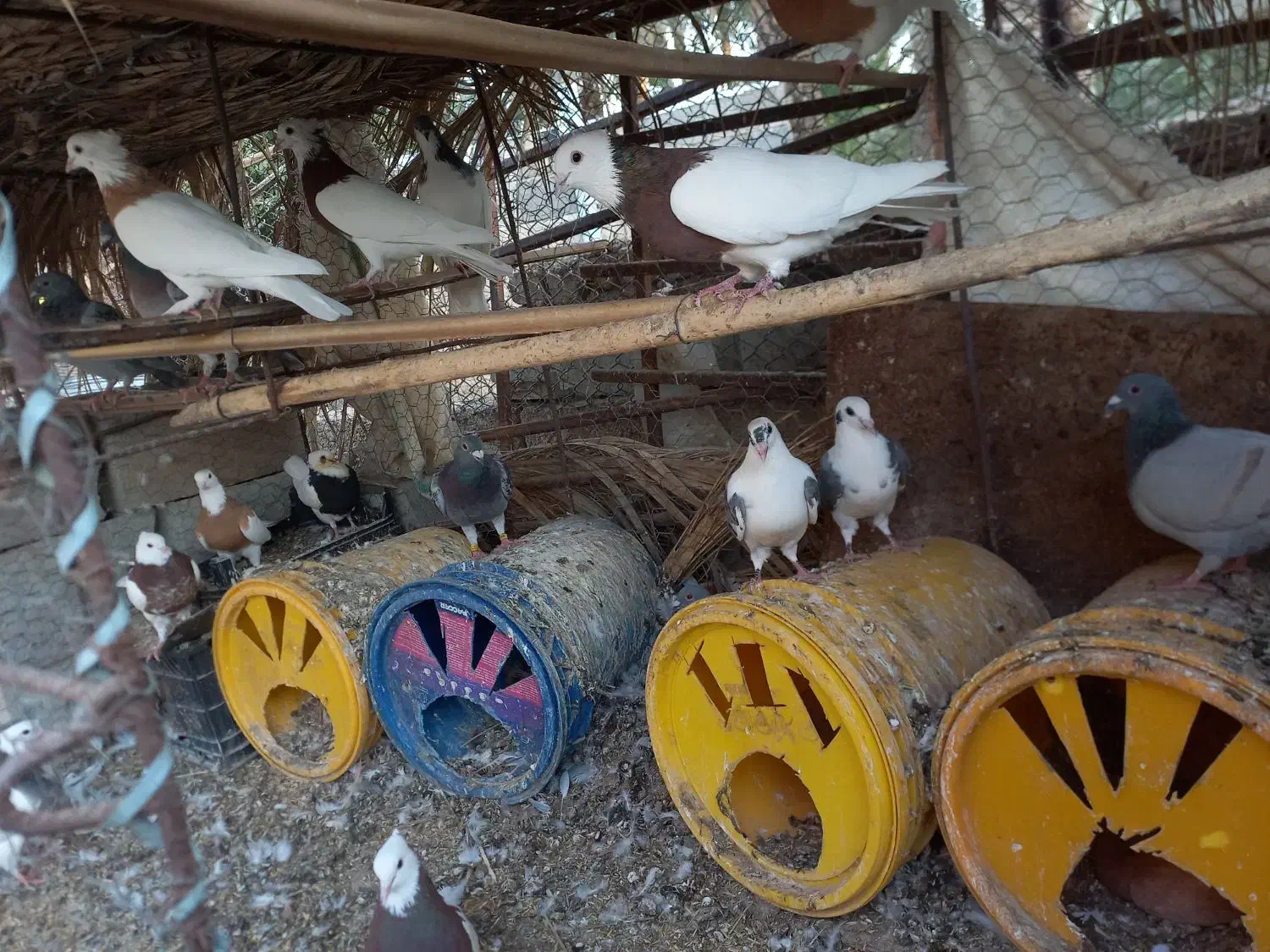 کبوتر طوقی|پرنده|کنار تخته و کمار, |دیوار