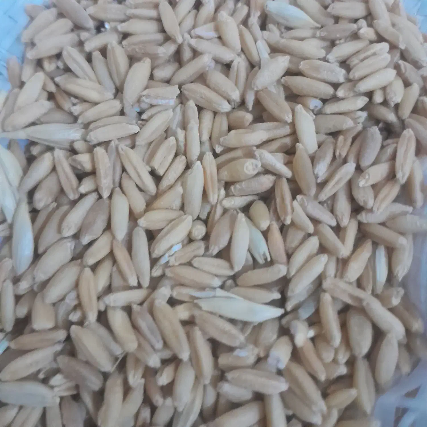 گندم سه گونی|عمده‌فروشی|نورآباد, |دیوار