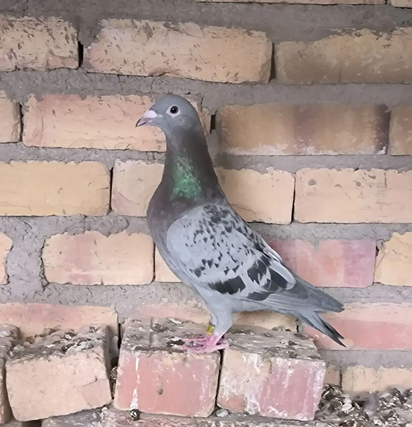 تعدادی پرنده مسافتی|پرنده|پاکدشت, پاکدشت (مامازند)|دیوار