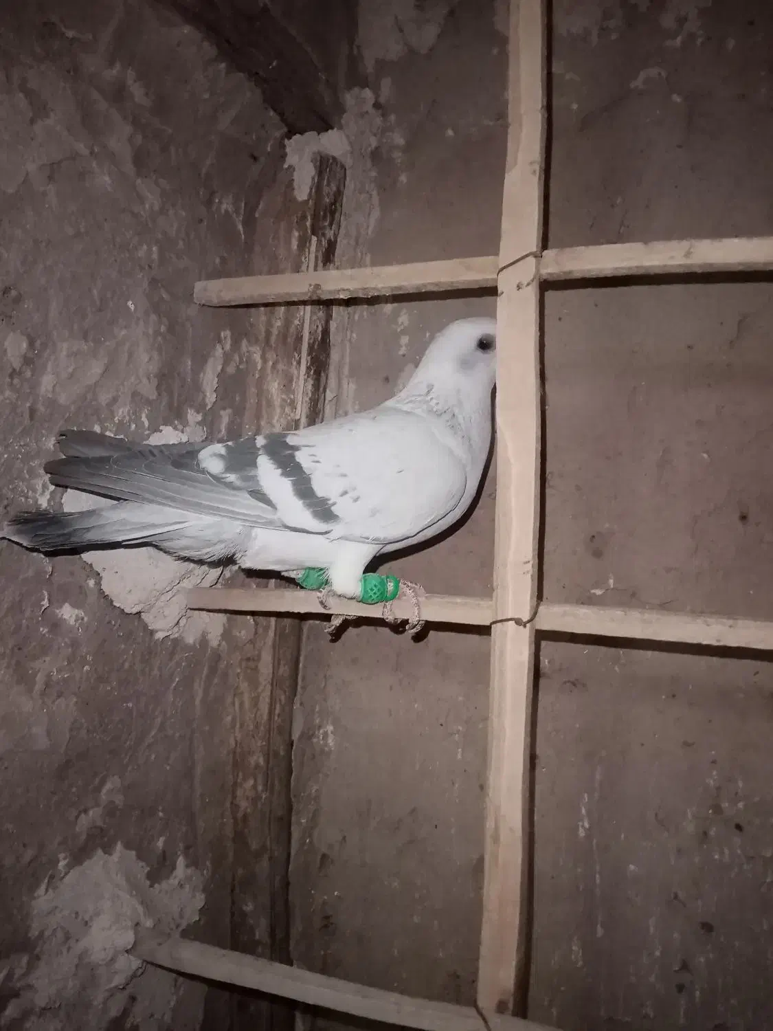 شامی|پرنده|نیشابور, مازول|دیوار