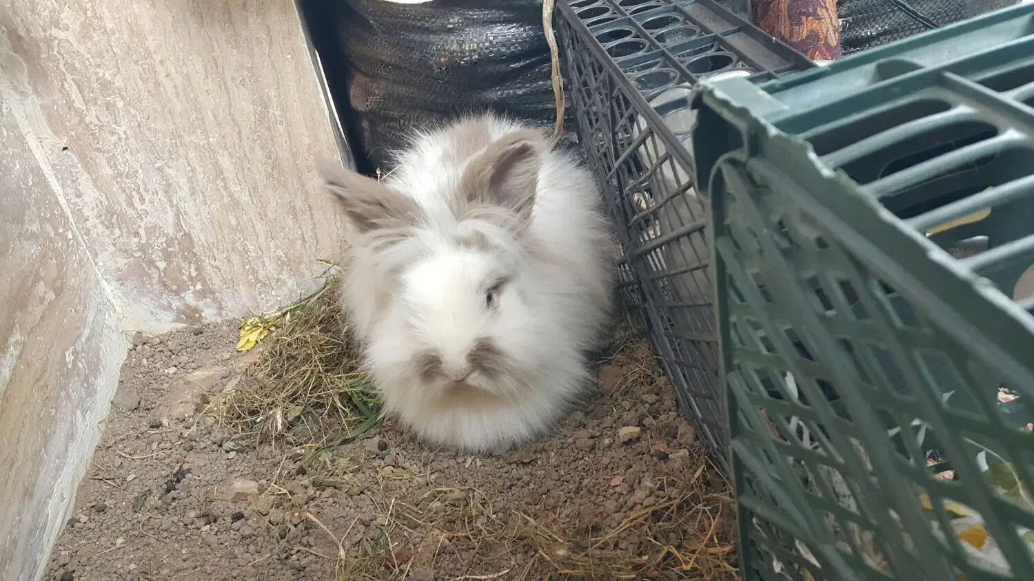 خرگوش هلندی یک نر و یک ماده|موش و خرگوش|اردبیل, |دیوار