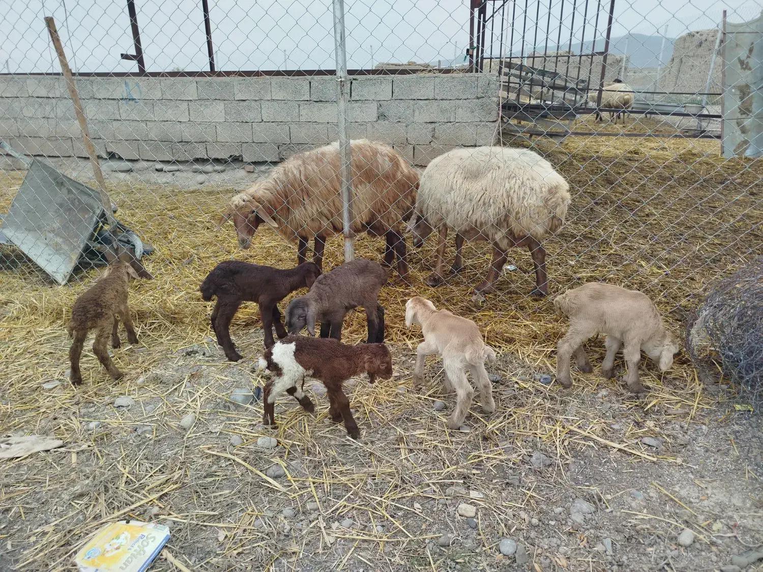 گوسفند|حیوانات مزرعه|اصلاندوز, |دیوار