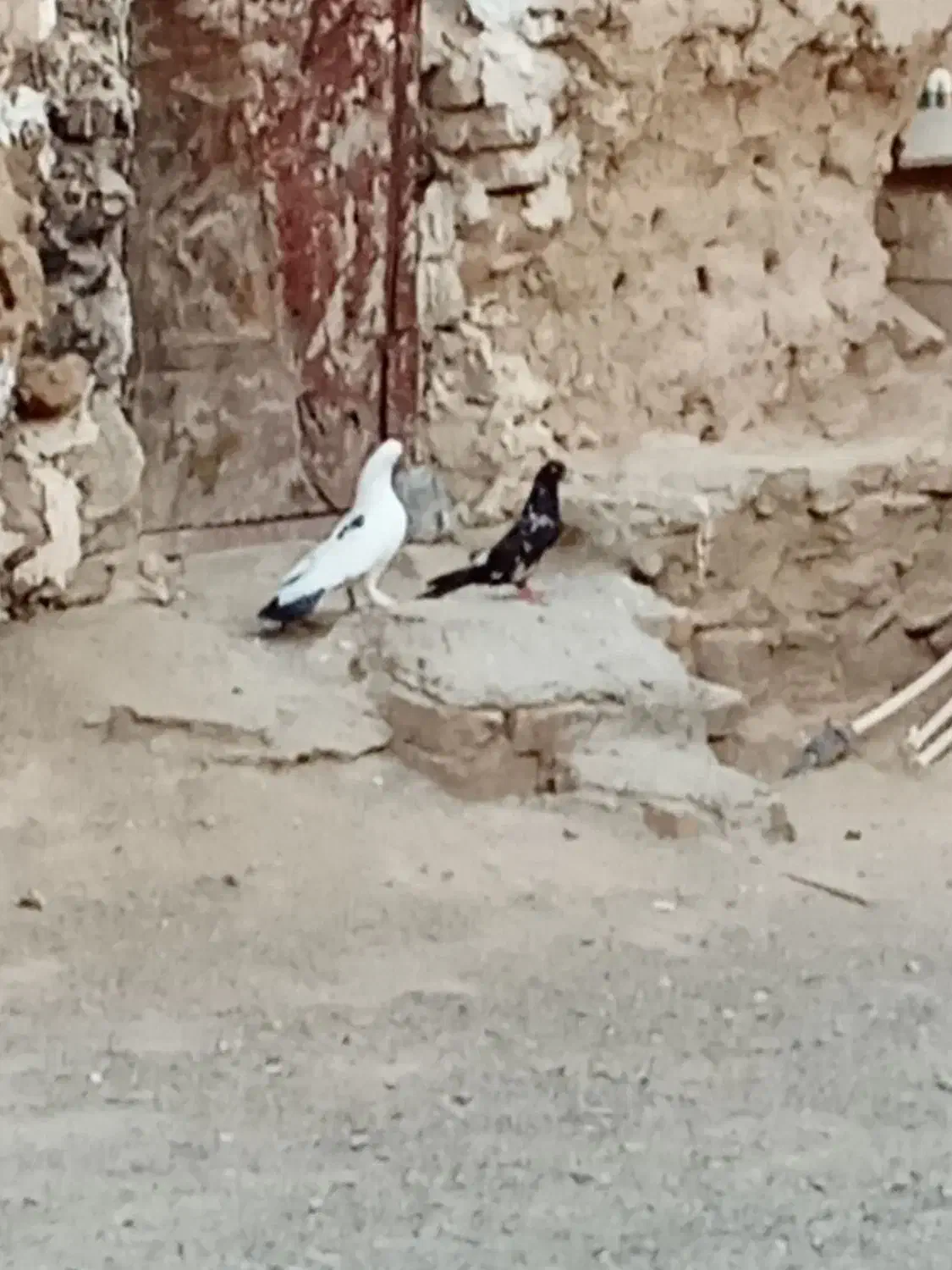 کبوتر|پرنده|سراوان, |دیوار