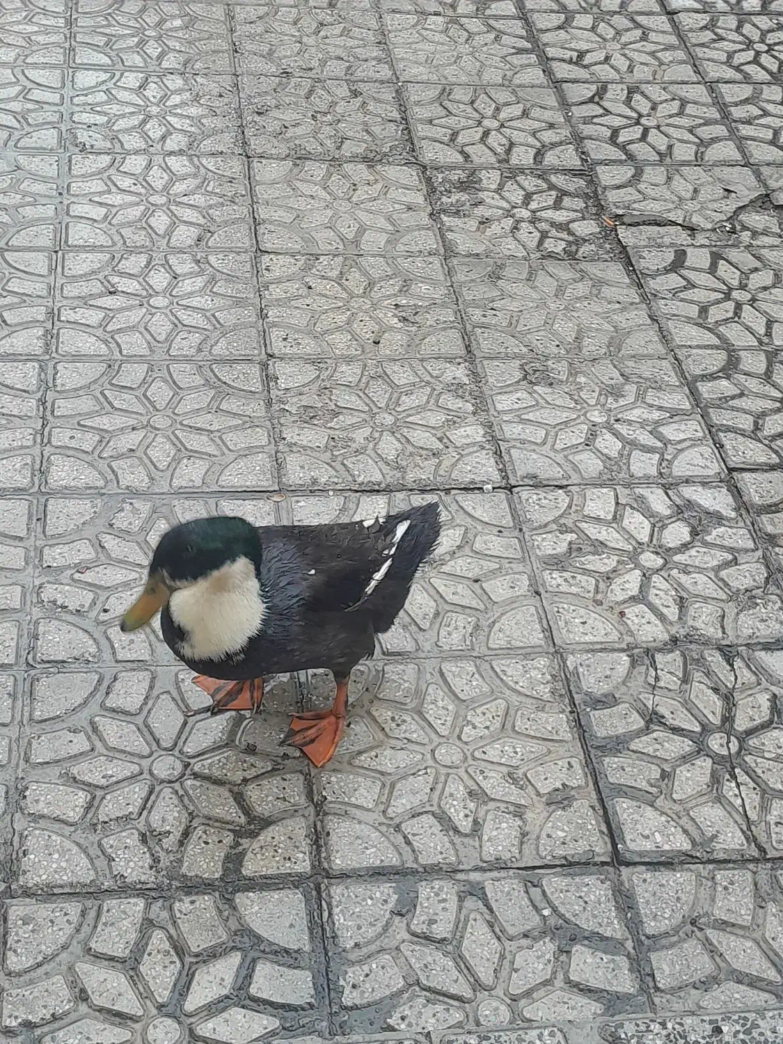 اردک|حیوانات مزرعه|خلخال, |دیوار