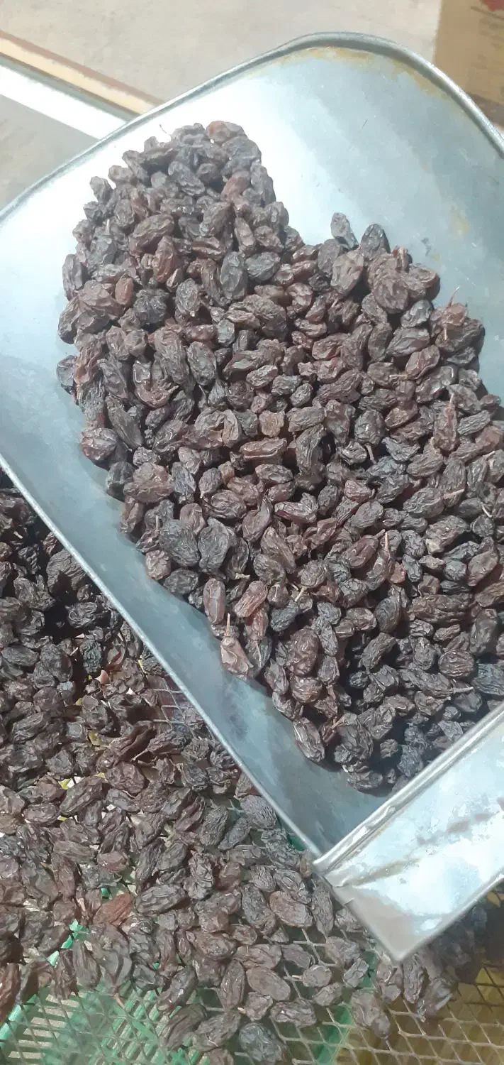 کشمش آفتابی ارگانیگ|خوردنی و آشامیدنی|تاکستان, |دیوار