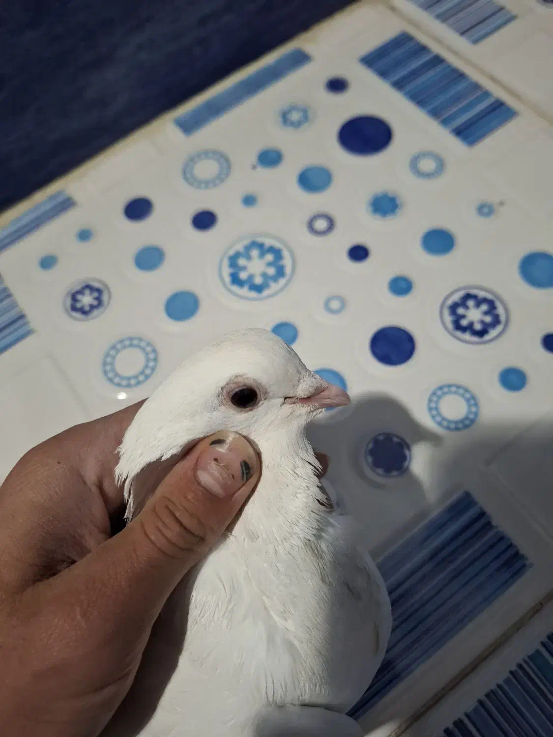 کبوتر موشی.طوقی|پرنده|یاسوج, |دیوار