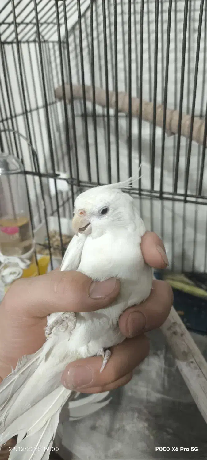 یک جفت عروس هلندی بالغ|پرنده|ماهدشت, |دیوار