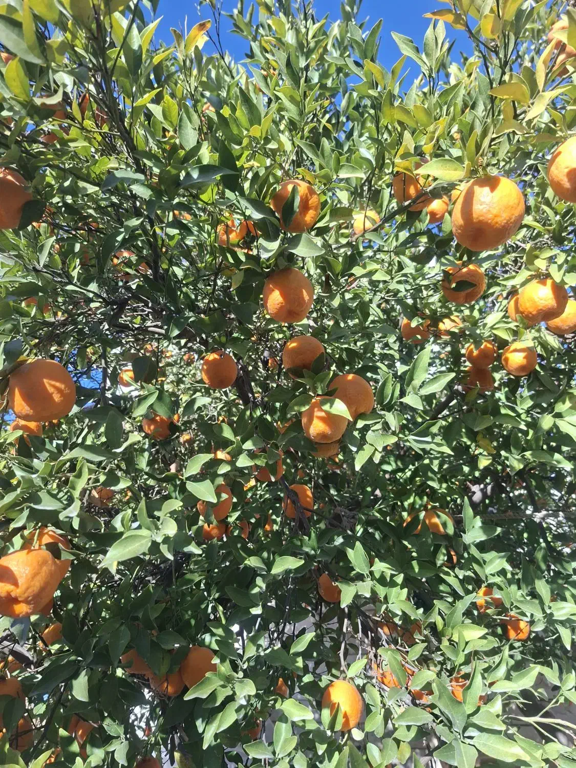 میوه|خوردنی و آشامیدنی|شیراز, تندگویان|دیوار