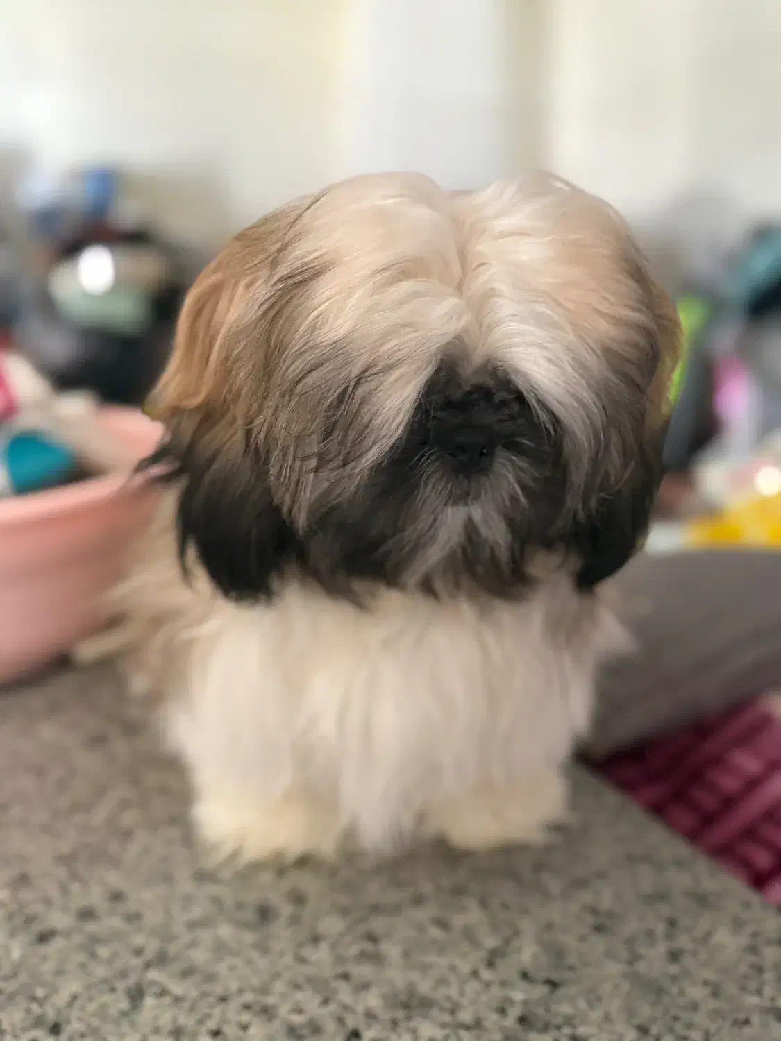 شیتزو سوپر فلت|سگ|ری, شهید غیوری (ابن باویه)|دیوار