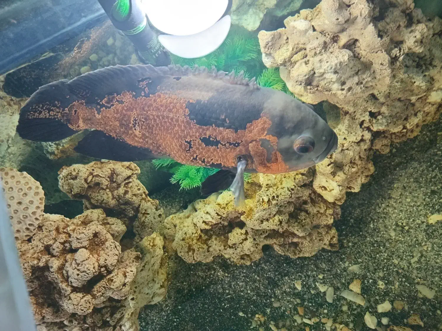 ماهی اسکار|ماهی|مشگین شهر, |دیوار