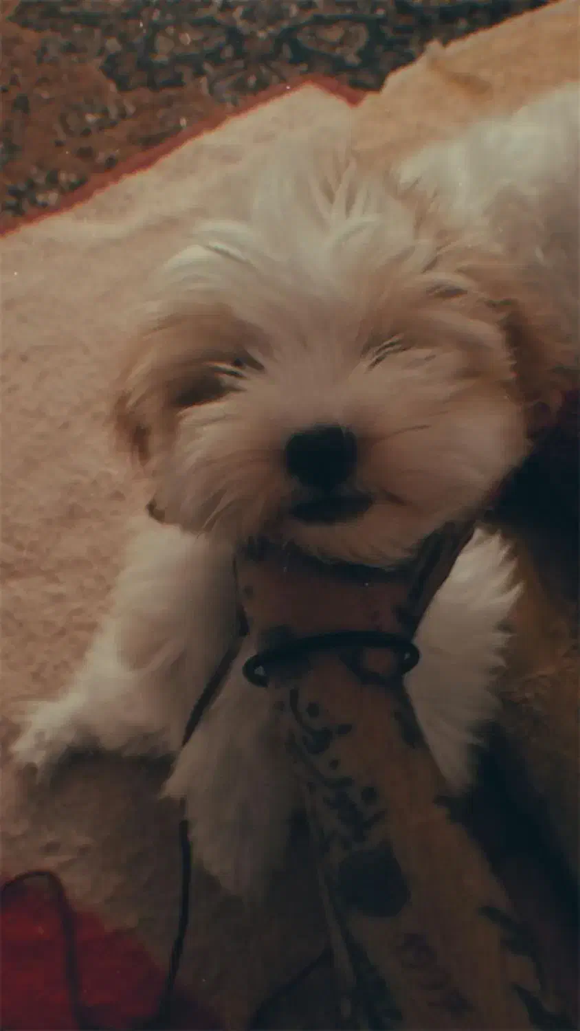 سگ نزاد شیتزو چهار ماهه سرحال بازیگوش|سگ|ایرانشهر, |دیوار