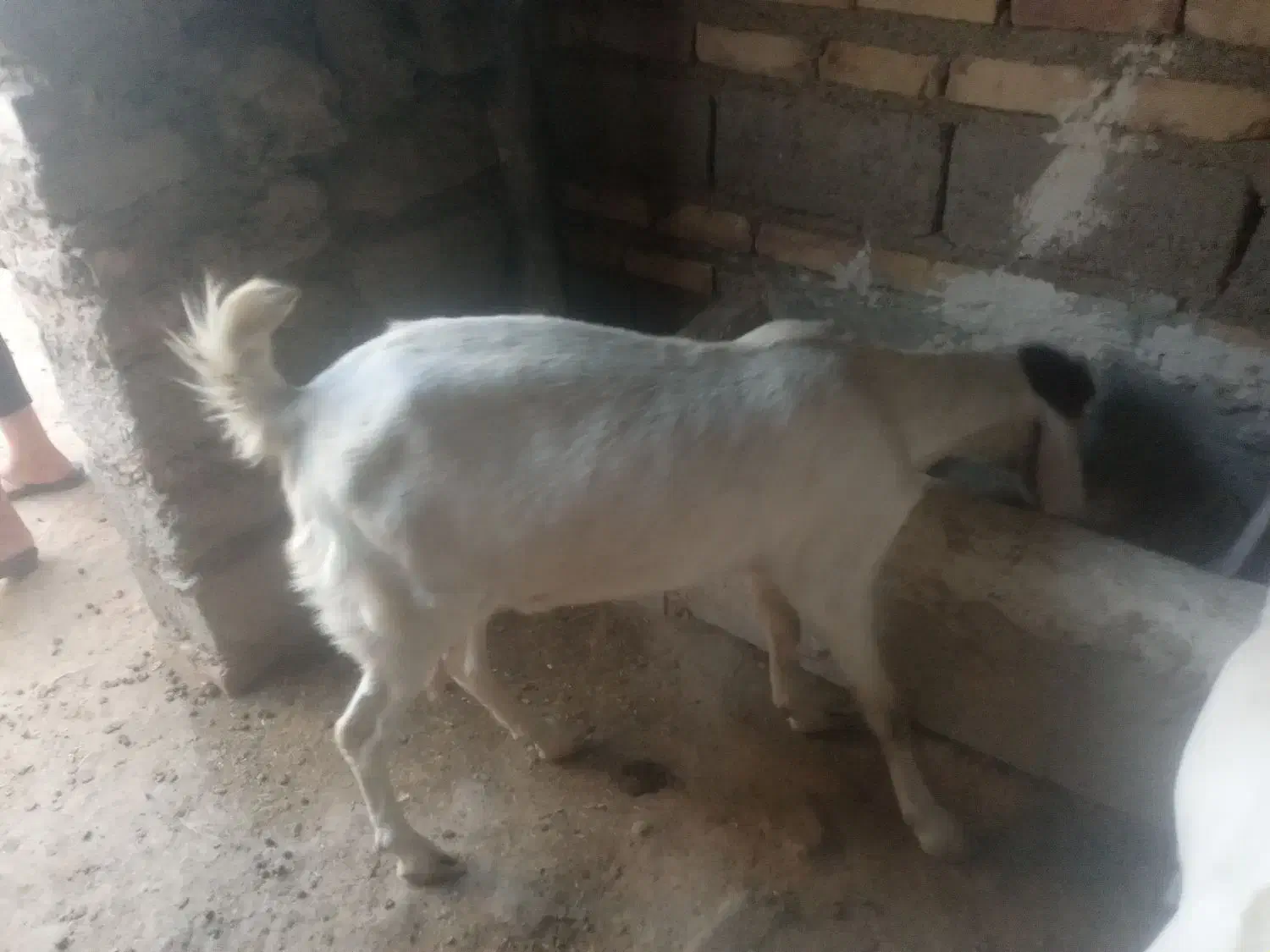 بز گلابی|حیوانات مزرعه|هامون, |دیوار