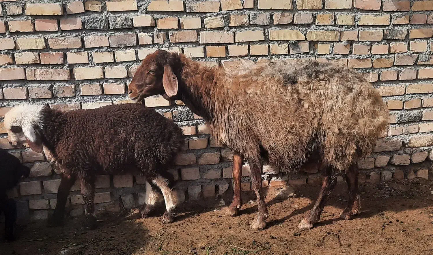 میش درجه یک با بره بزرگ نر|حیوانات مزرعه|مشهد, توس فردوسی|دیوار