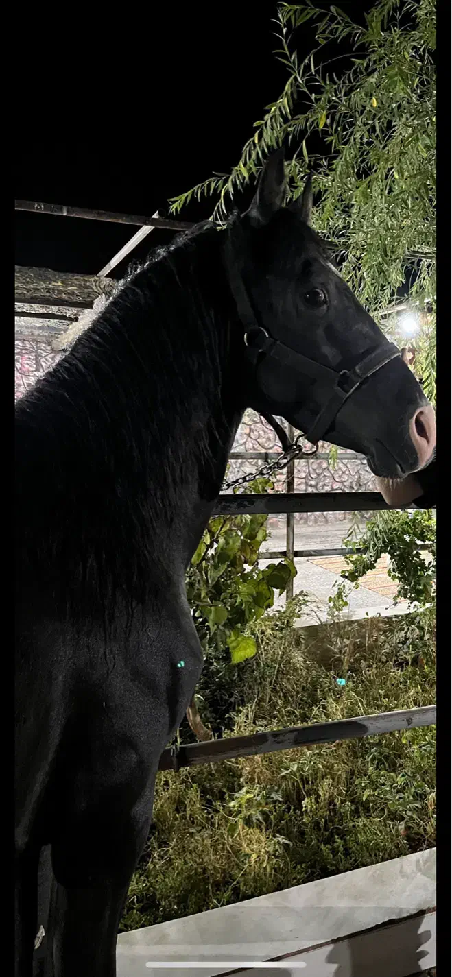 اسب فروشی|اسب و تجهیزات اسبسواری|رفسنجان, |دیوار