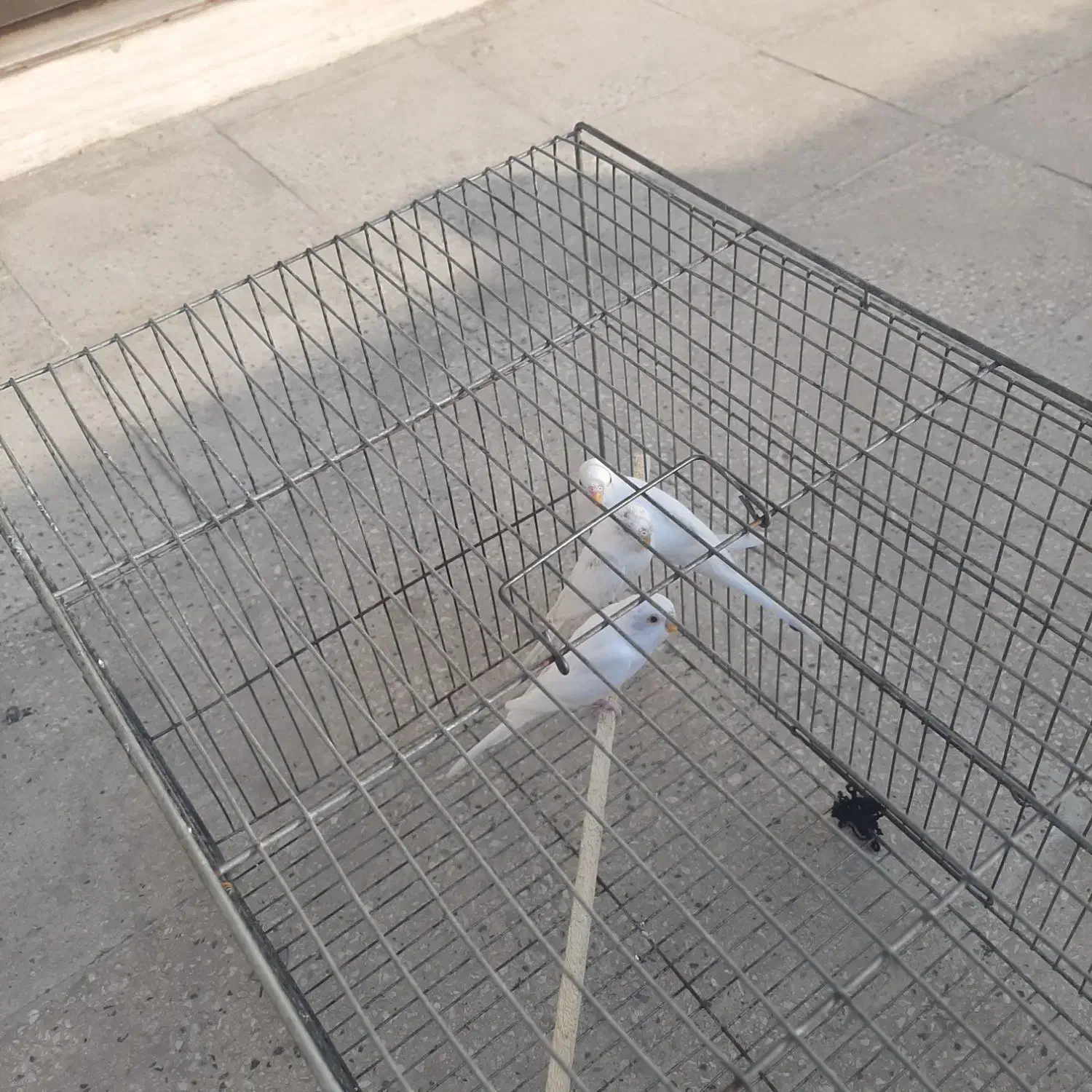 مرغ عشق سفید خالص|پرنده|بابلسر, |دیوار