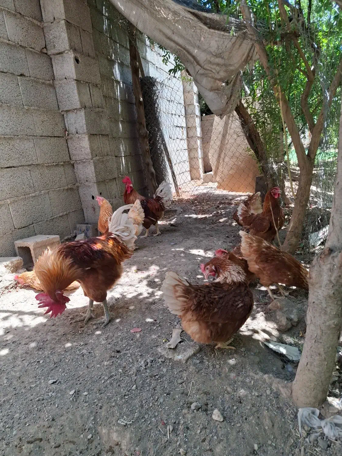 تخم نطفه دار لهومن|حیوانات مزرعه|نجف‌آباد, گلدشت|دیوار